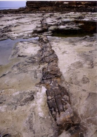 木の化石