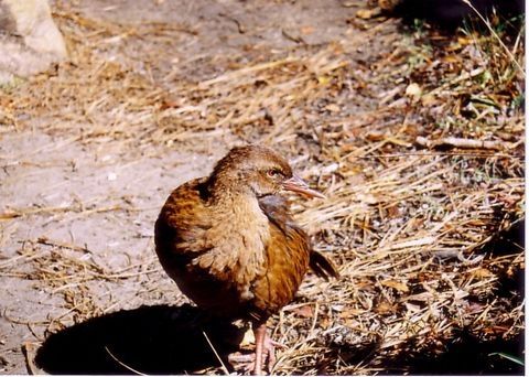 飛べない鳥weka