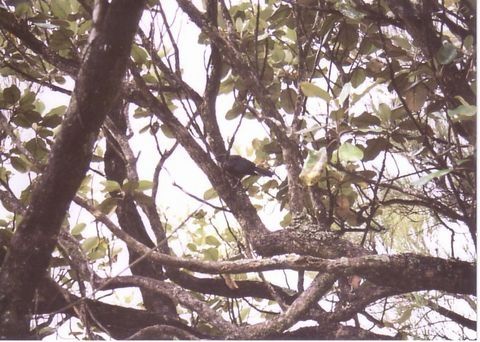 ウルバ島の野鳥