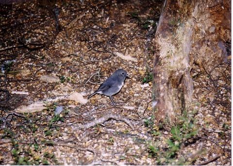 ウルバ島の野鳥