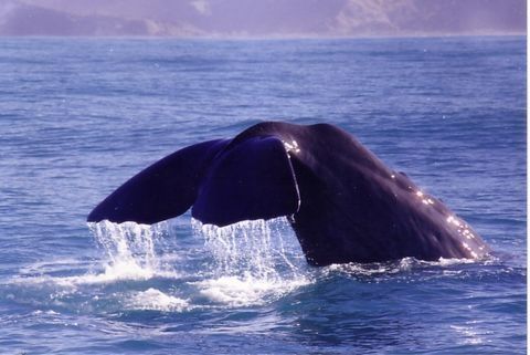 クジラ